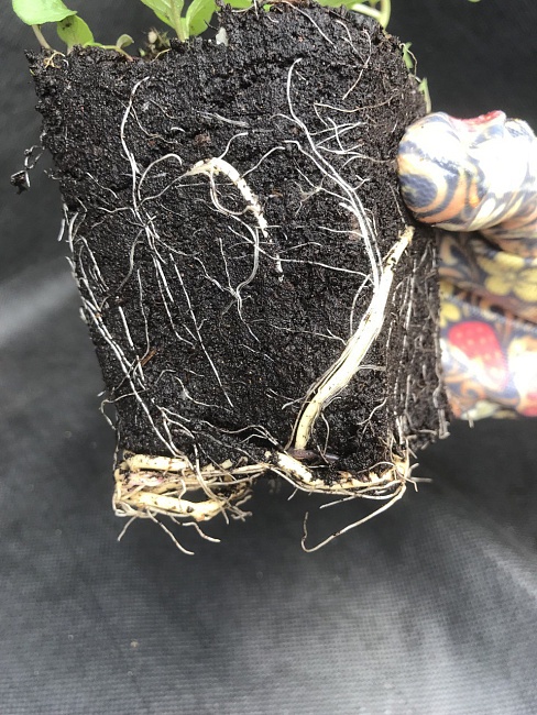 Физалис обыкновенный 1 шт Р9